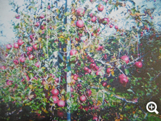 �Ϥ뤫�������